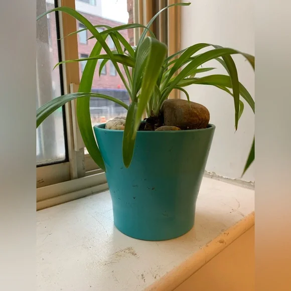 Spider Plant - Picture 6 of 9